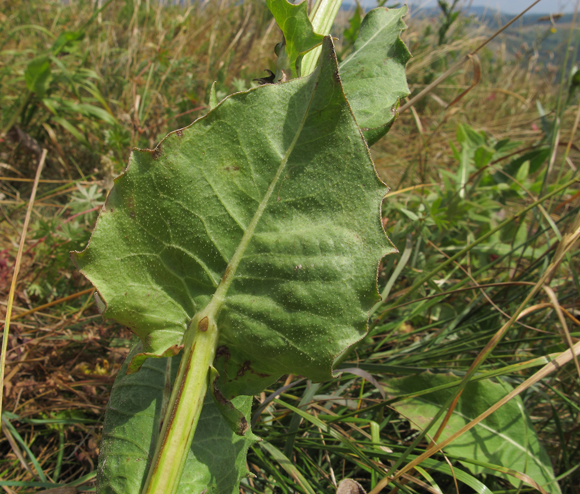 Image of Crepis pannonica specimen.