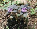 Physochlaina physaloides