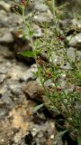 Scrophularia rupestris