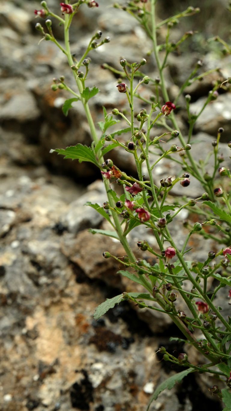 Изображение особи Scrophularia rupestris.