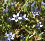 Gentianella azurea