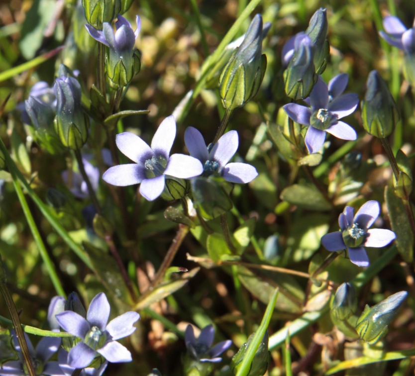 Изображение особи Gentianella azurea.