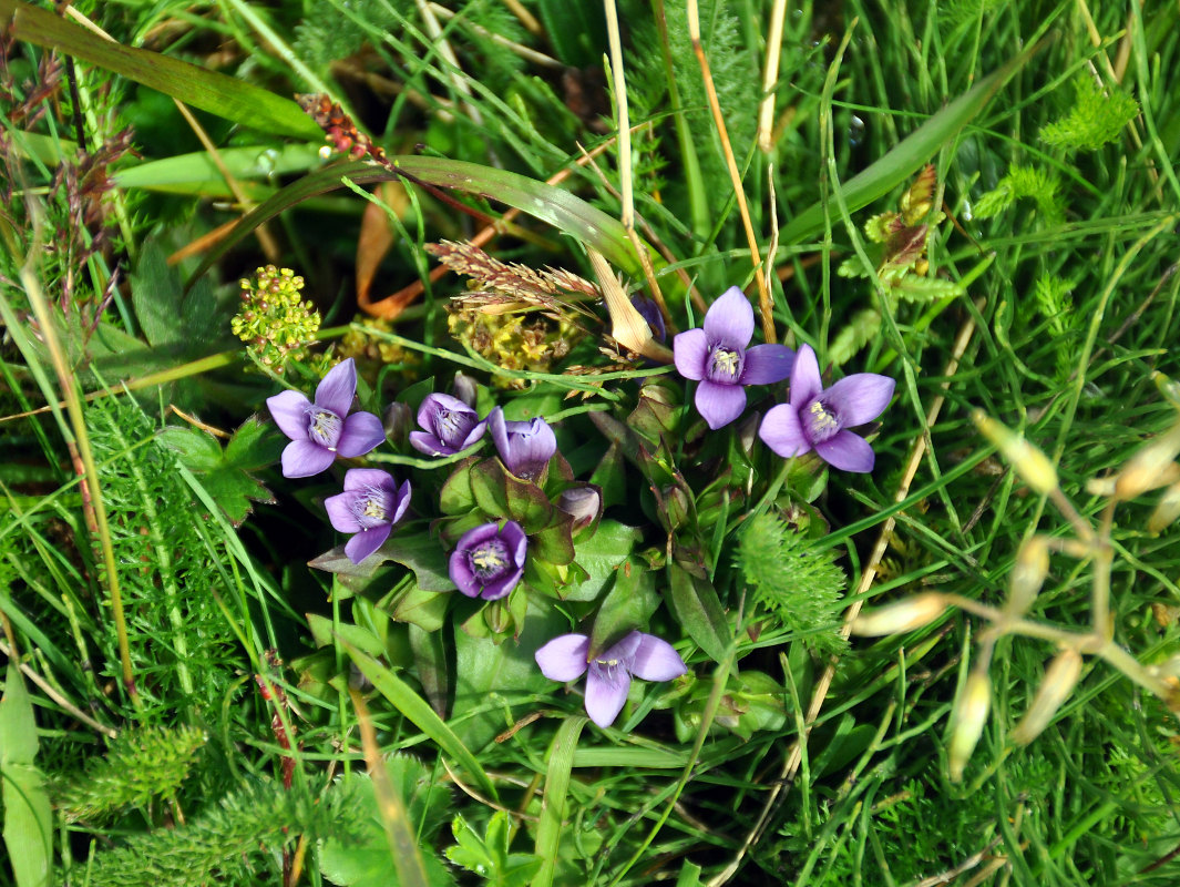 Image of Gentianella campestris specimen.