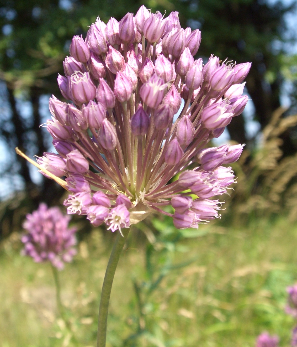 Image of Allium rotundum specimen.