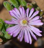 Drosanthemum floribundum. Цветок. Израиль, Шарон, г. Герцлия, высокий берег Средиземного моря, откос набережной, в культуре. 26.04.2015.