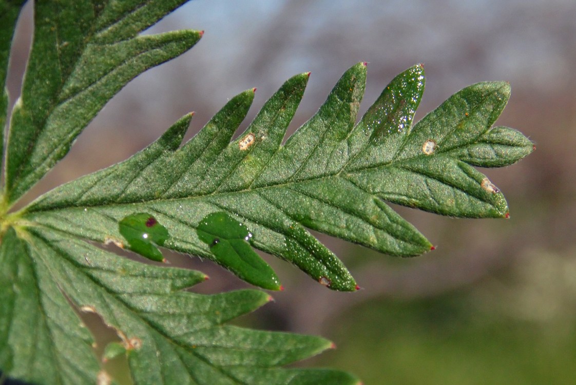Image of Potentilla argentea specimen.