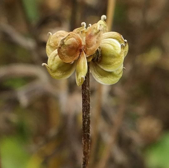 Image of Anemonastrum fasciculatum specimen.