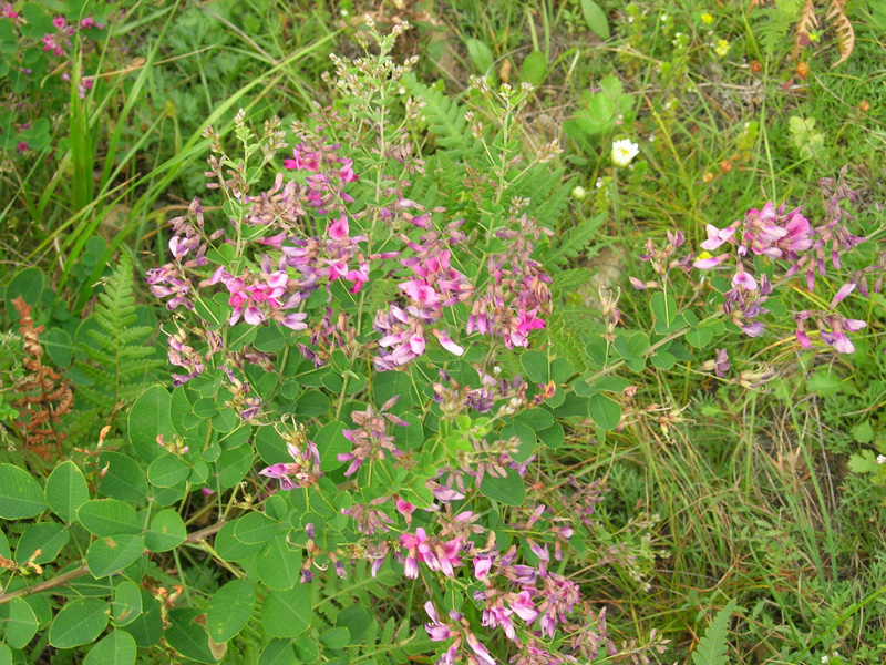 Image of Lespedeza bicolor specimen.