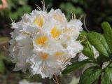 genus Rhododendron