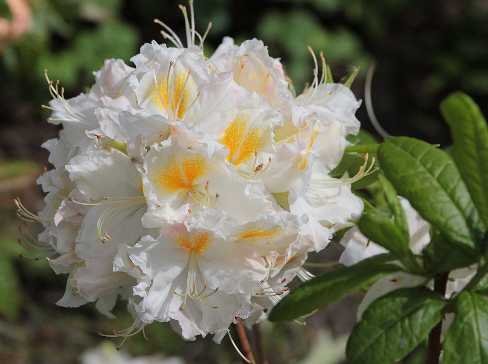 Изображение особи род Rhododendron.