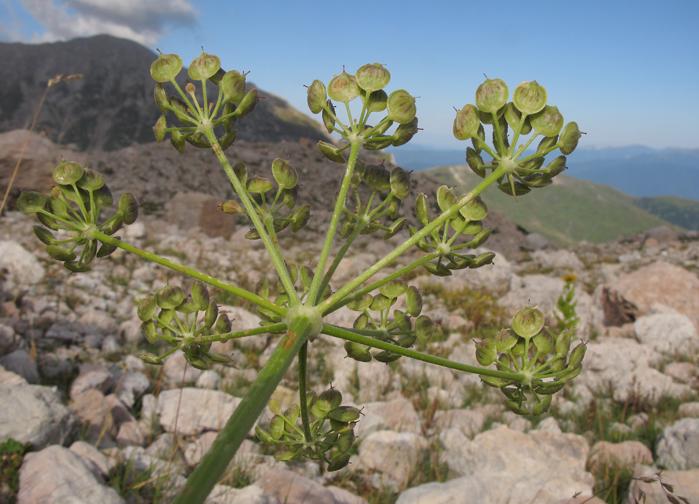 Image of Heracleum freynianum specimen.