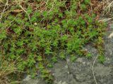 Saxifraga derbekii. Вегетирующие растения. Магаданская обл., окр. Магадана, бухта Нагаева, склон сопки. 10.06.2016.