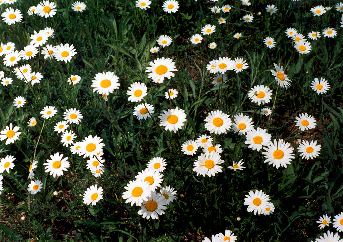 Image of Leucanthemum ircutianum specimen.