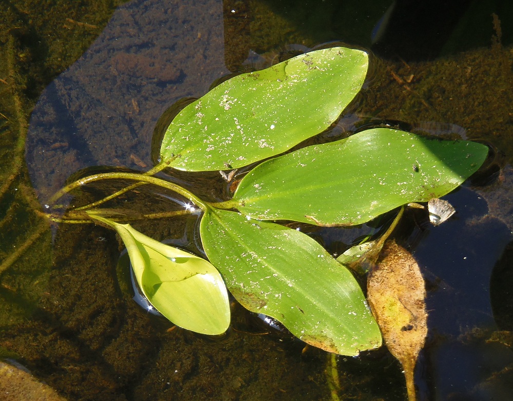 Image of genus Potamogeton specimen.