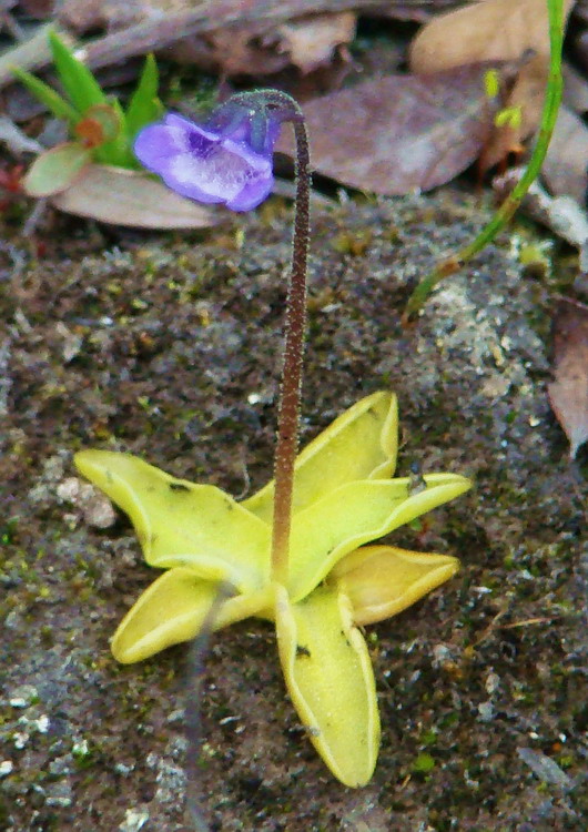 Изображение особи Pinguicula vulgaris.