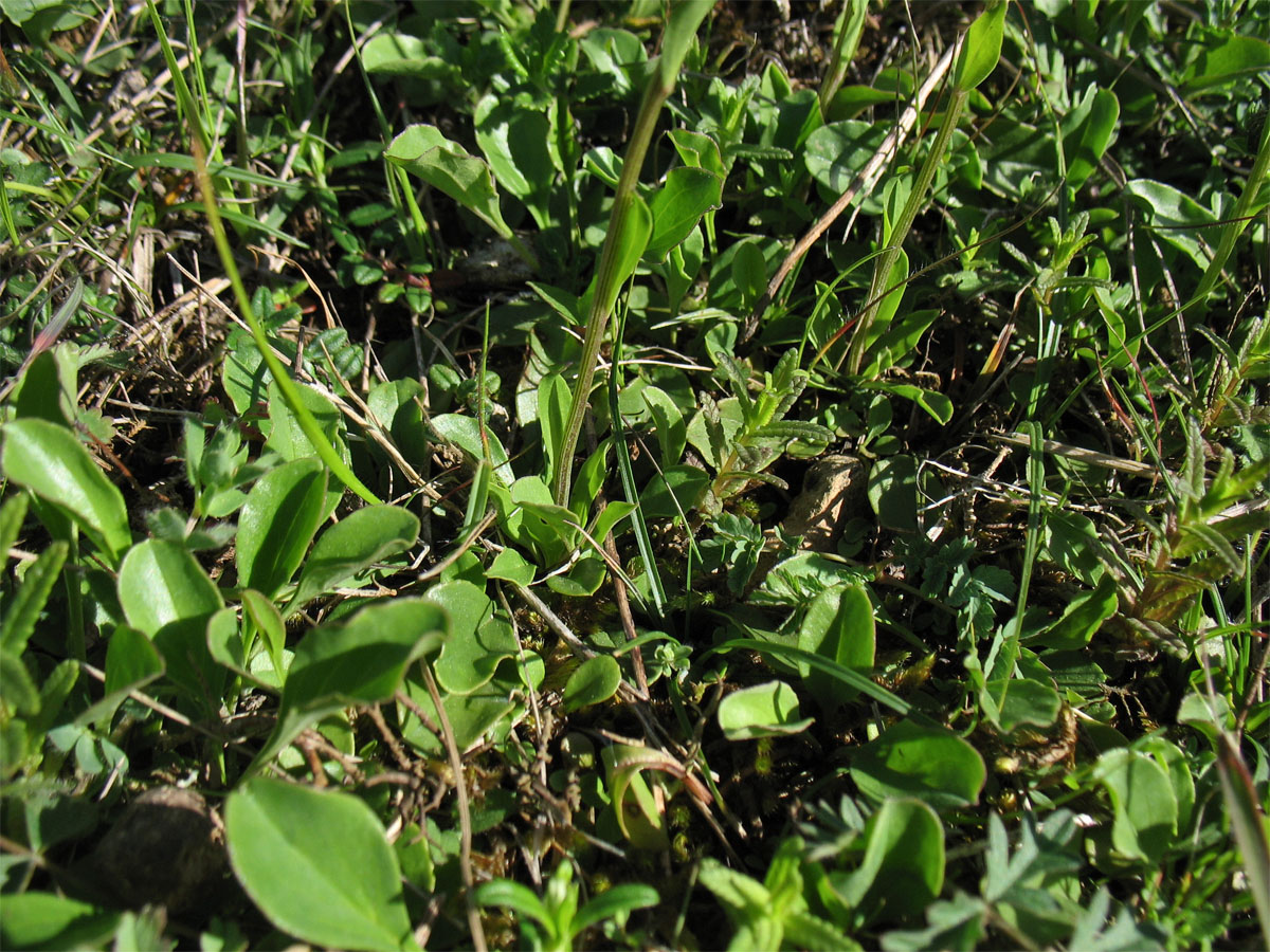 Image of Globularia bisnagarica specimen.