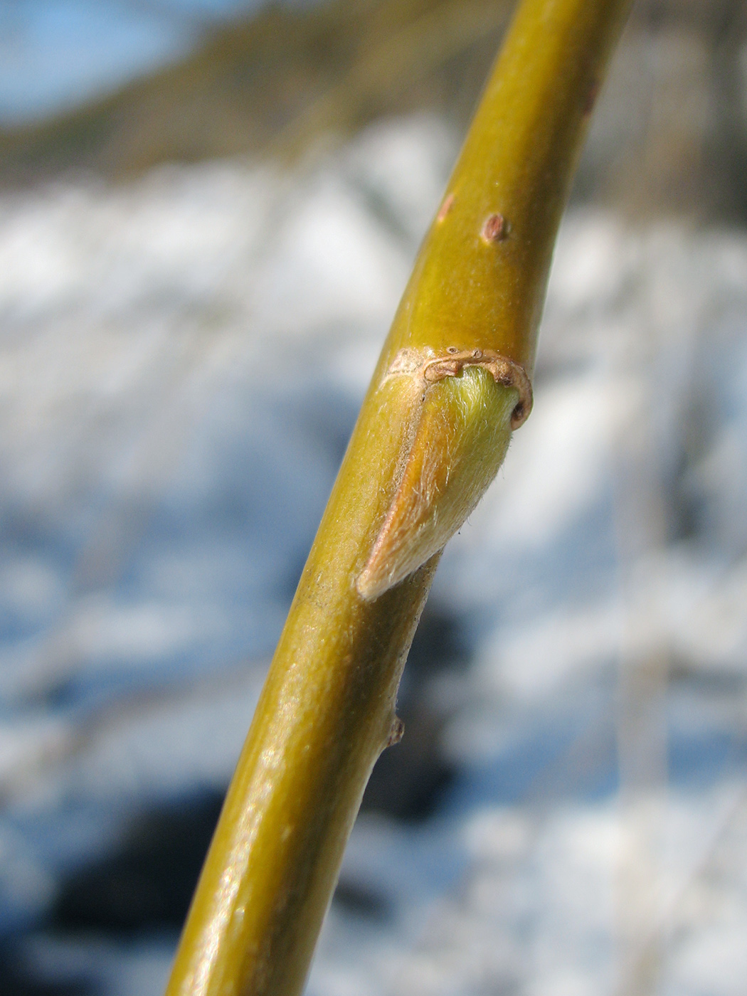 Image of genus Salix specimen.