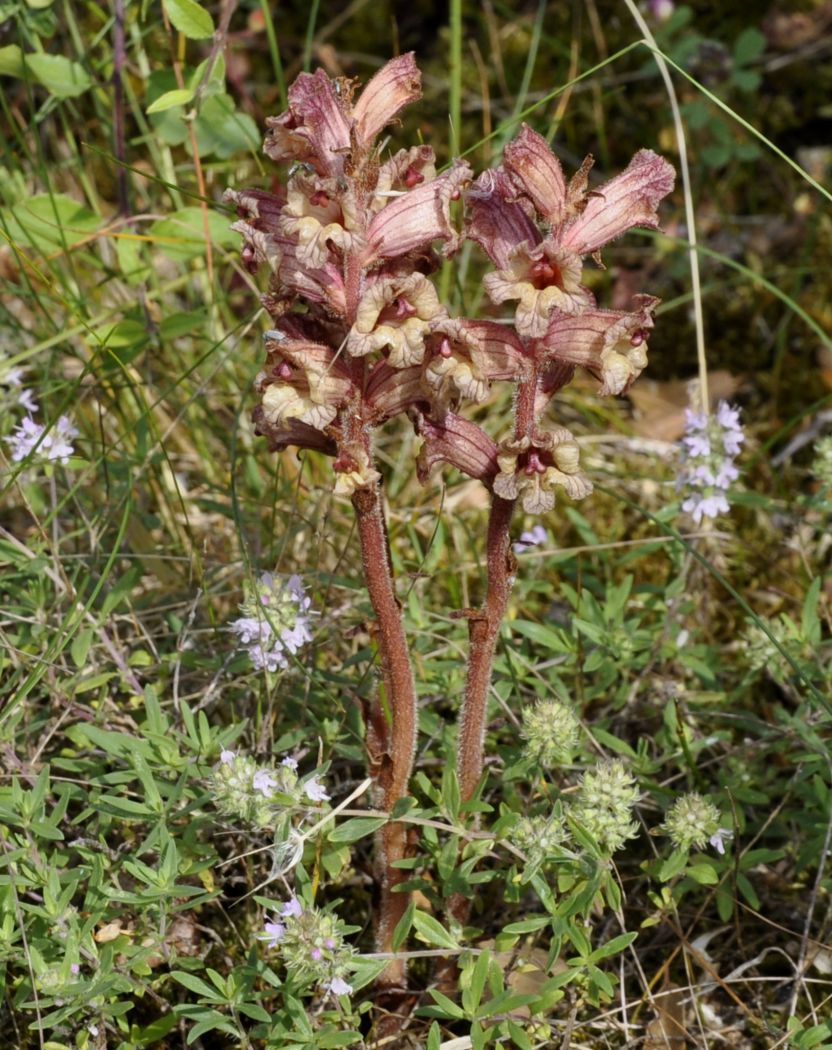 Image of Orobanche gracilis specimen.