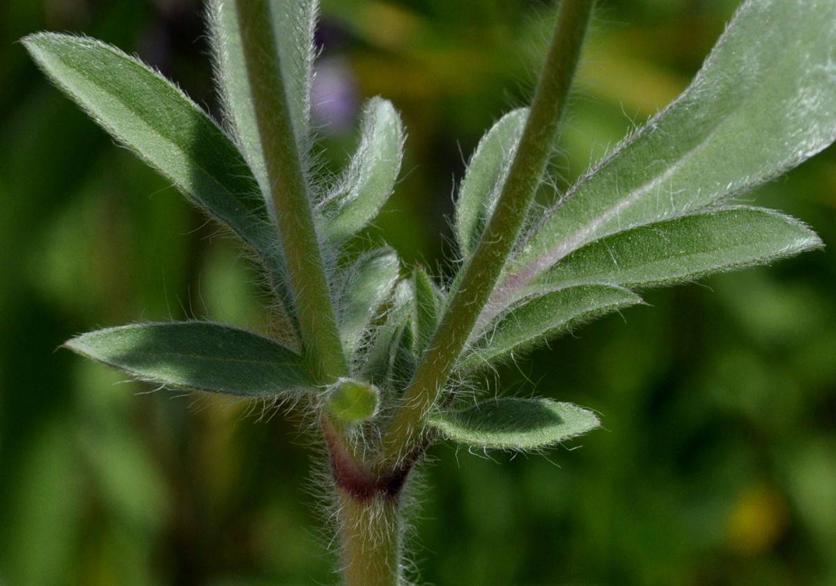 Image of Lomelosia brachiata specimen.