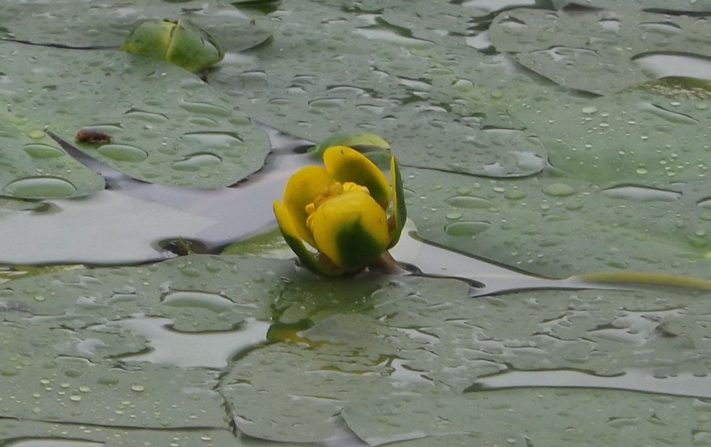 Image of Nuphar pumila specimen.