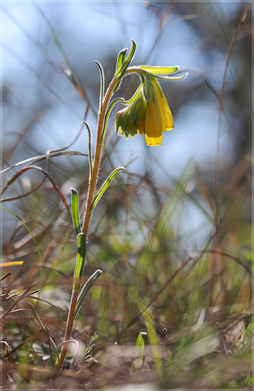 Image of Onosma taurica specimen.