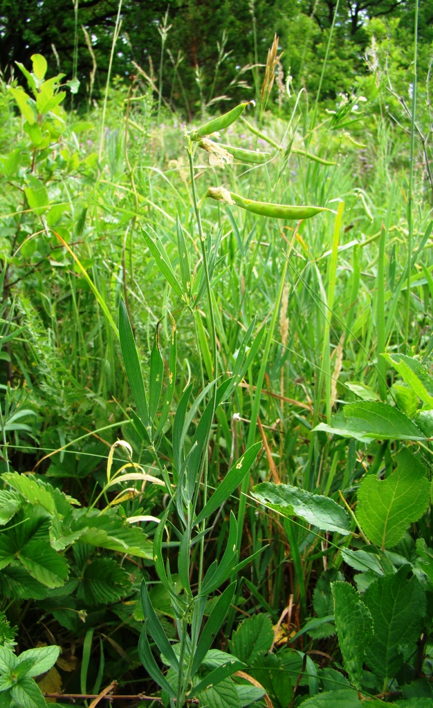 Изображение особи Lathyrus pallescens.