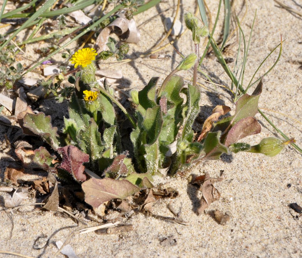 Image of Hedypnois rhagadioloides specimen.