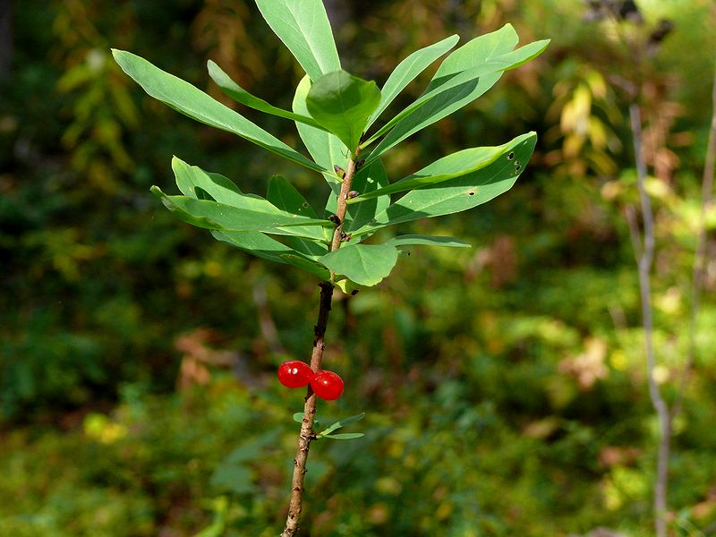 Image of Daphne mezereum specimen.