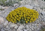 Odontarrhena obtusifolia