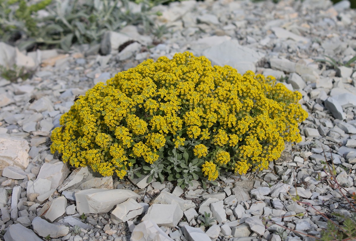 Изображение особи Odontarrhena obtusifolia.