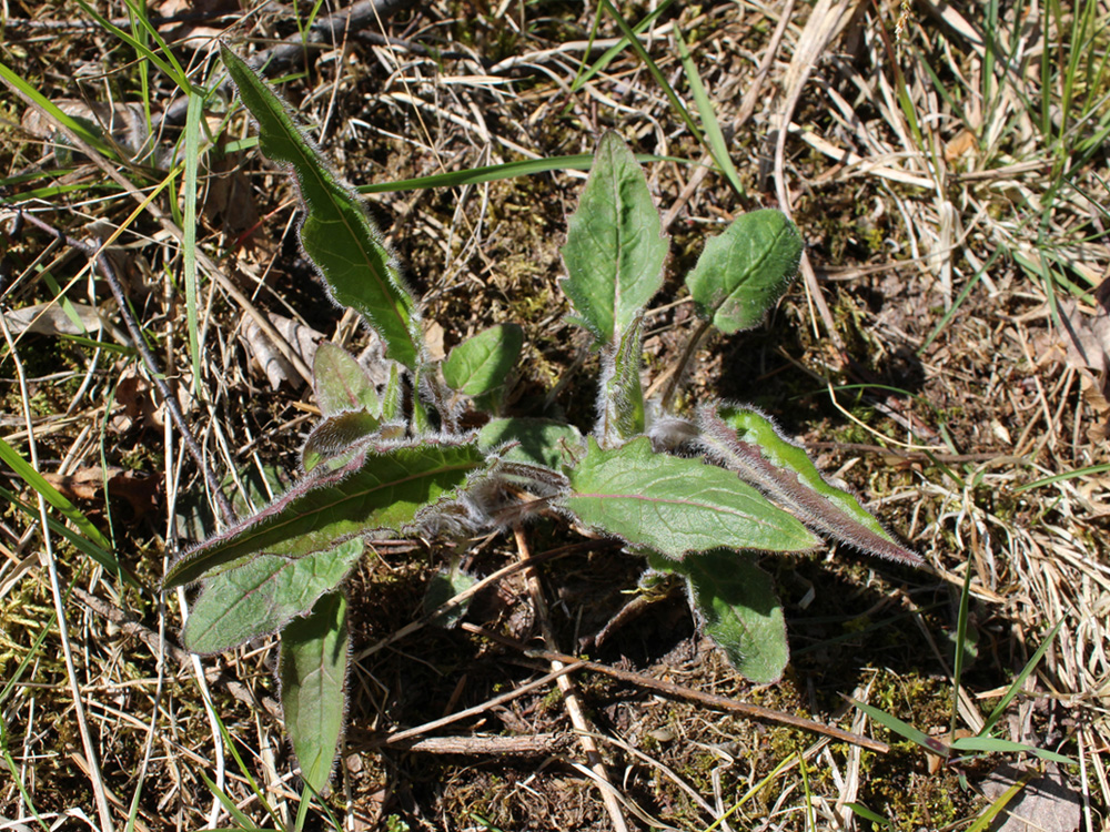 Изображение особи род Hieracium.