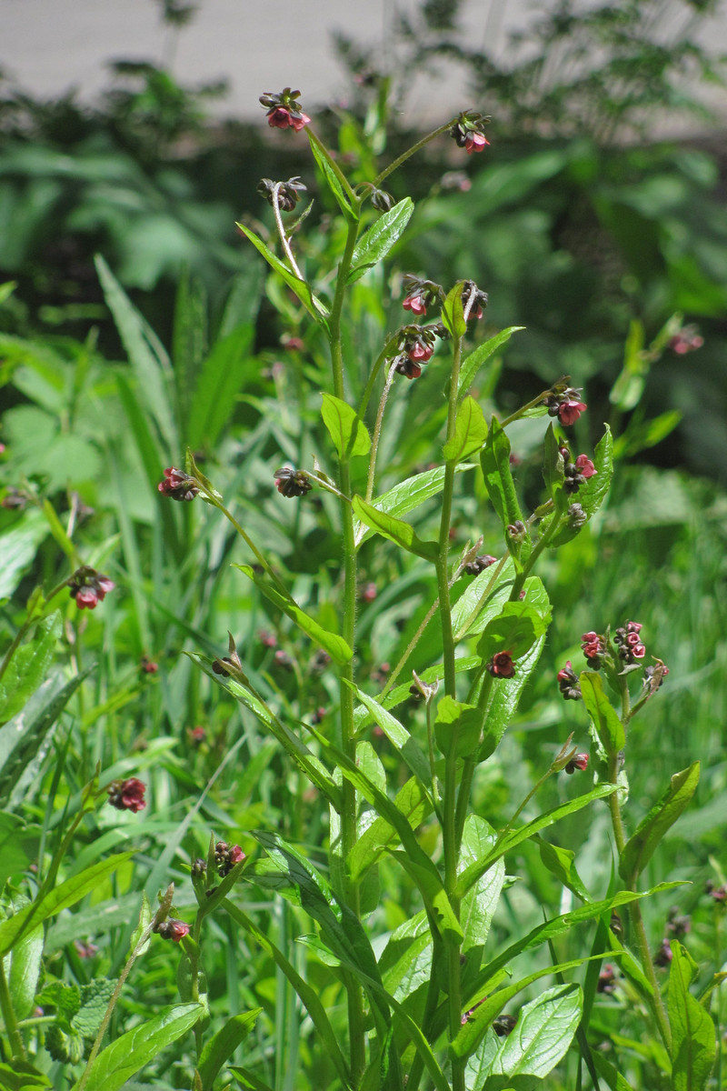 Image of Cynoglossum germanicum specimen.