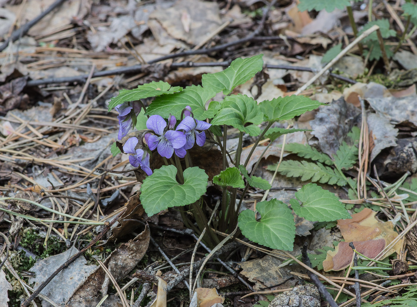 Image of Viola selkirkii specimen.