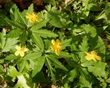 Anemone ranunculoides. Верхушки побегов с цветками. Ленинградская обл., Кингисеппский р-н, в 5,5 км севернее дер. Куровицы, смешанный лес у подножия террасы. 23.05.2017.