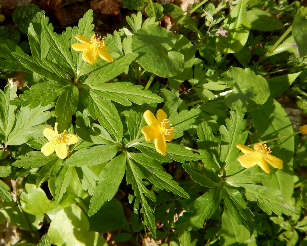Image of Anemone ranunculoides specimen.