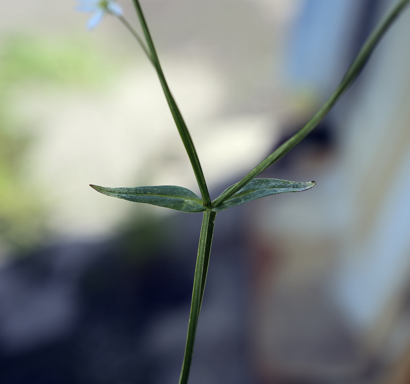 Image of Stellaria graminea specimen.