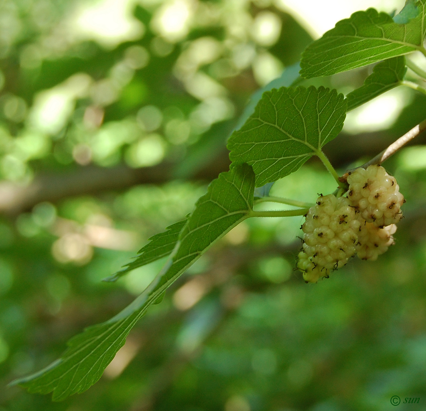 Image of Morus alba specimen.