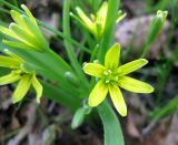 Image of taxon representative. Author is Василий Гелюта