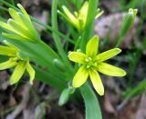 Gagea lutea