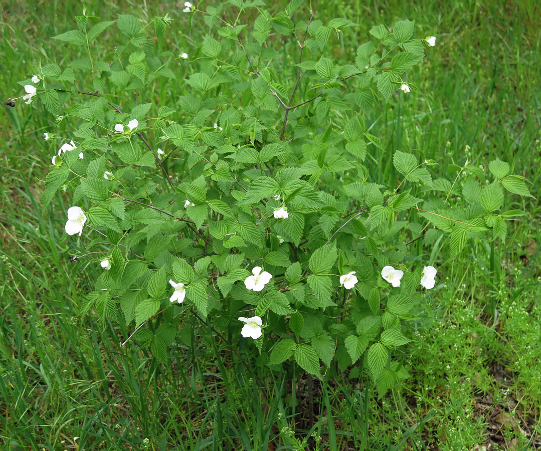Image of Rhodotypos scandens specimen.