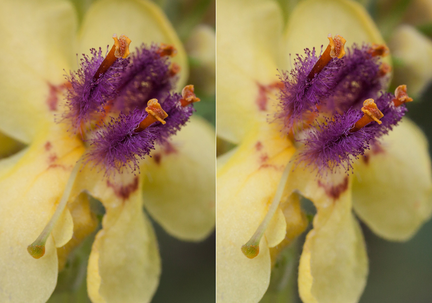 Image of Verbascum nigrum specimen.