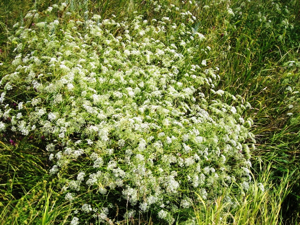 Изображение особи Falcaria vulgaris.