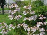 Penstemon digitalis