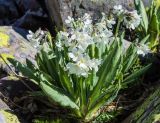 Primula bayernii