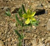 Helianthemum lasiocarpum. Верхняя часть цветущего растения. Крым, Карадагский заповедник, пожарная тропа. 19 мая 2017 г.