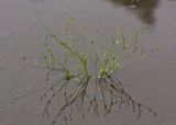 Juncus bufonius