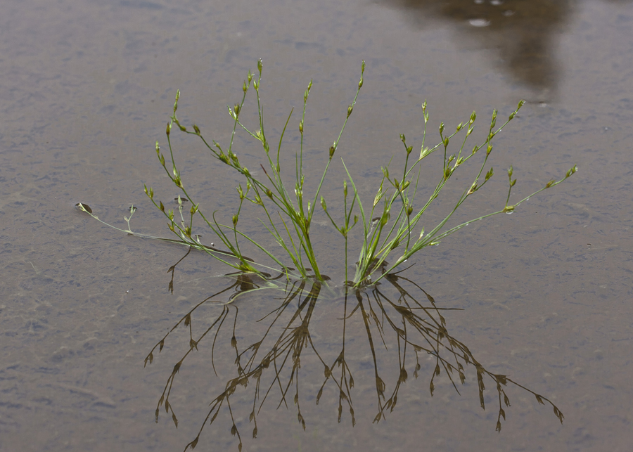 Изображение особи Juncus bufonius.