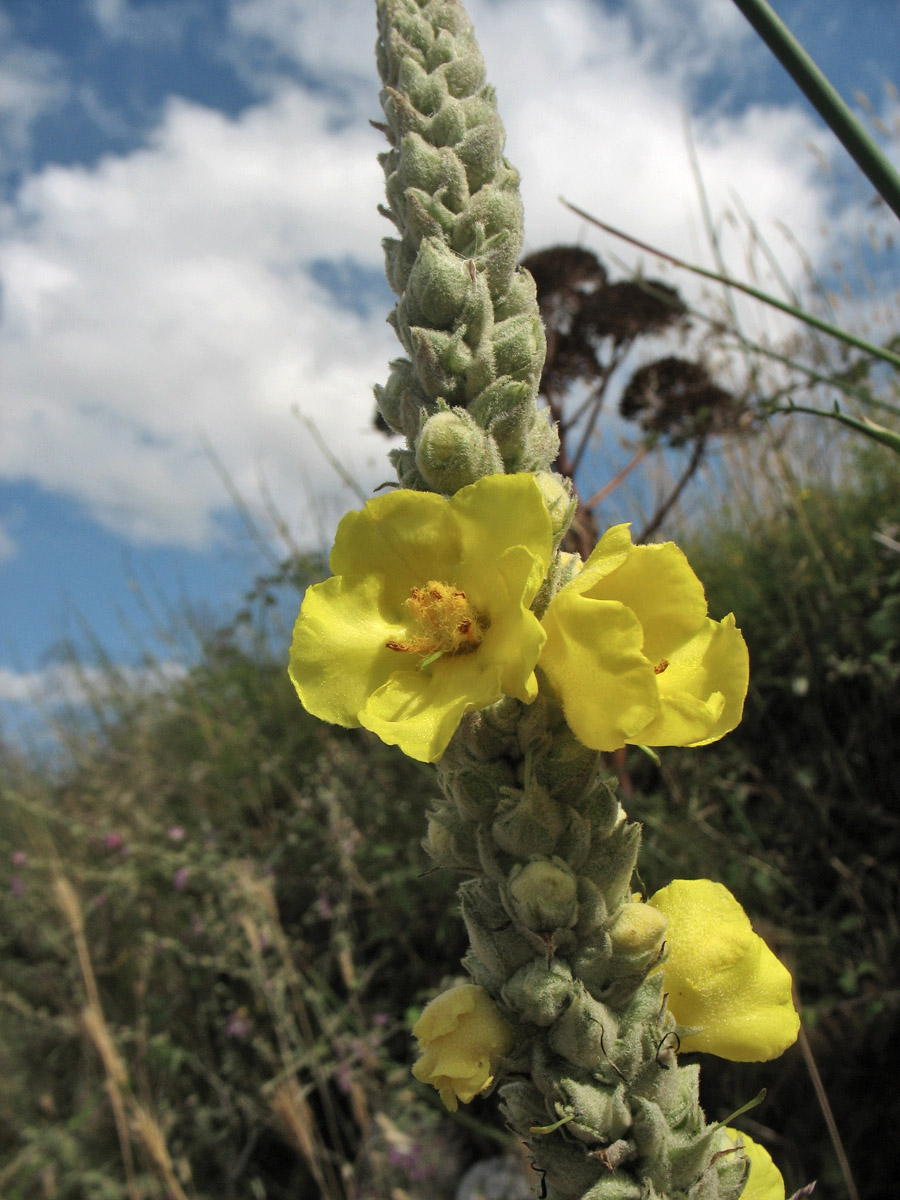 Изображение особи Verbascum macrurum.