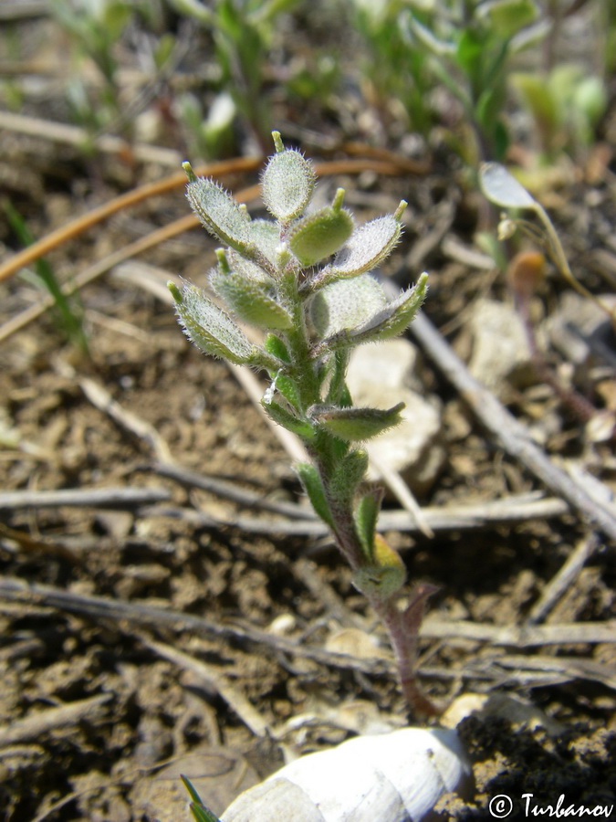 Image of Alyssum hirsutum specimen.