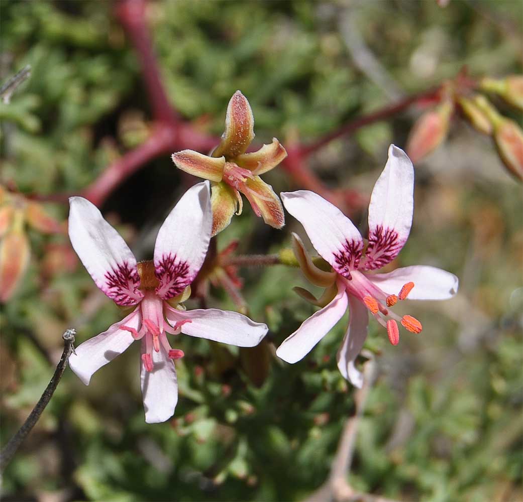 Изображение особи Pelargonium crithmifolium.